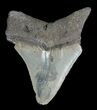 Juvenile Megalodon Tooth - Serrated Blade #56624-1